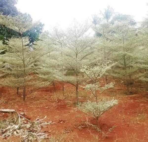 Bibit Ketapang Kencana Tanaman Pohon Varigata Putih Demak