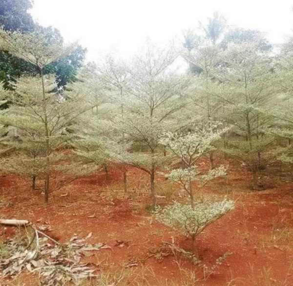Bibit Ketapang Kencana Tanaman Pohon Varigata Putih Lanny Jaya