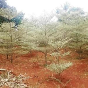Bibit Ketapang Kencana Tanaman Pohon Varigata Putih Promo Sorong Selatan