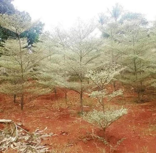 Bibit Ketapang Kencana Tanaman Pohon Varigata Putih Promo Sorong Selatan