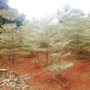 Bibit Ketapang Kencana Tanaman Pohon Varigata Putih Rokan Hulu