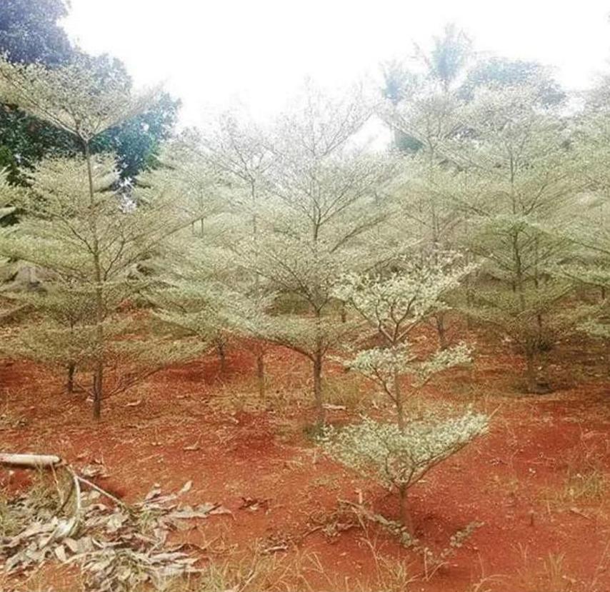Gambar Produk Bibit Ketapang Kencana Tanaman Pohon Varigata Putih Seruyan