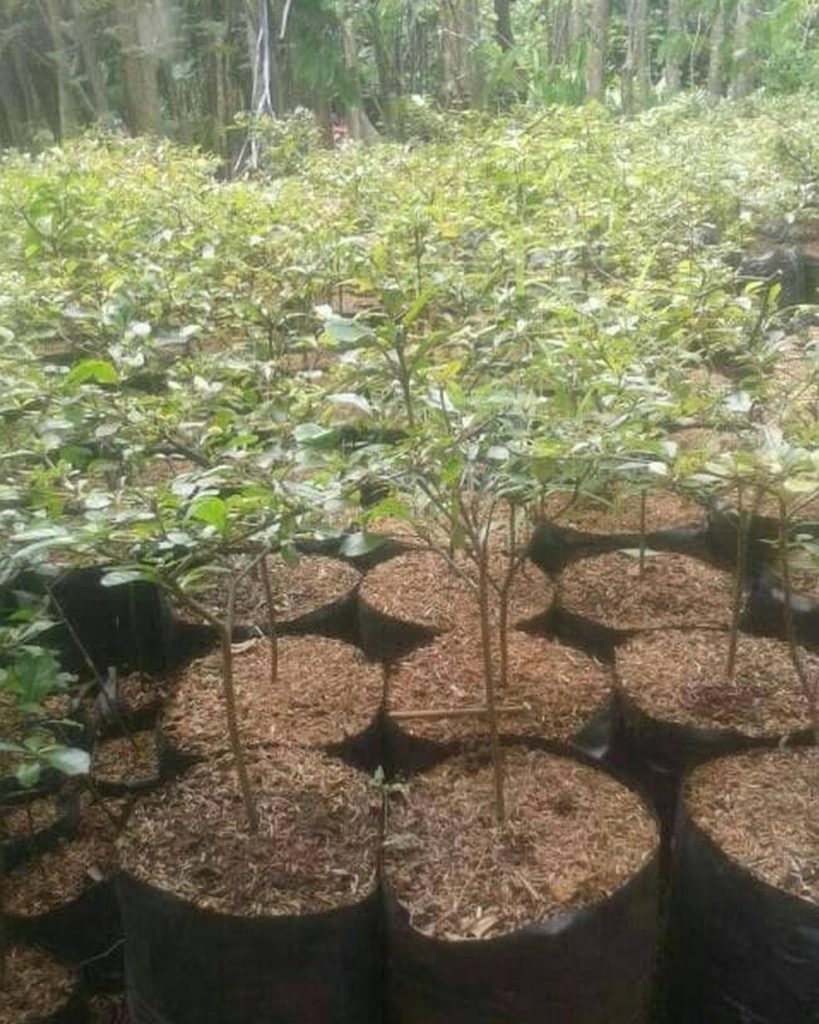 Bibit Ketapang Kencana Tanaman Varietas Unggul Spesial – PakarTani.com