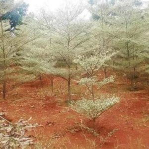 Bibit Ketapang Kencana Terbaik Murah Tanaman Pohon Varigata Putih Karangasem