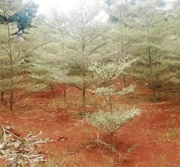 Bibit Ketapang Kencana Terbaik Murah Tanaman Pohon Varigata Putih Karangasem