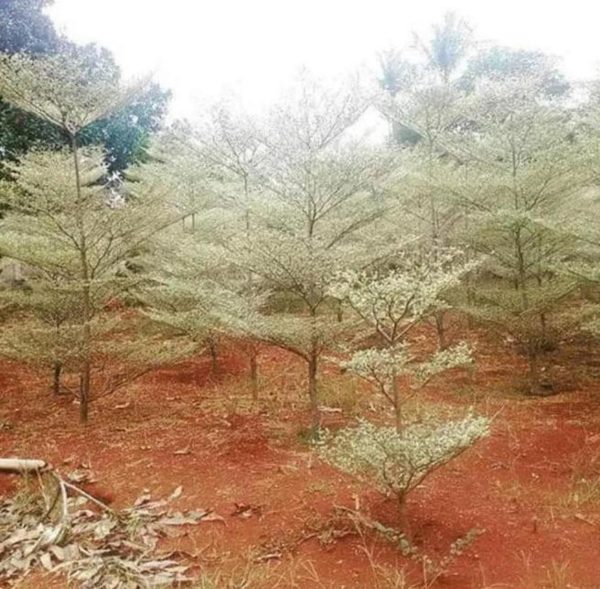 Bibit Ketapang Kencana Terlaris Tanaman Pohon Varigata Putih Gunungsitoli