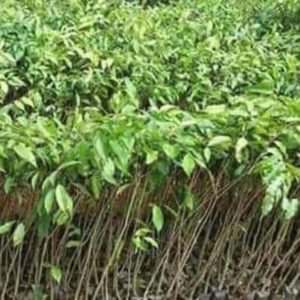 Bibit Ketapang Kencana Unggul Pohon Tanaman Hias , Malinau