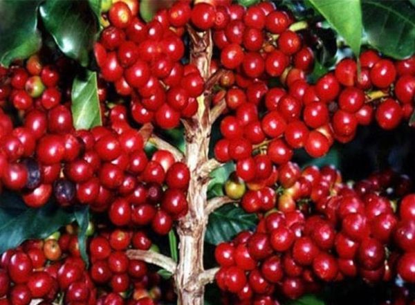 Bibit Kopi Robusta Biji Unggul Coffee Seed - Tamanan -Cod Jember