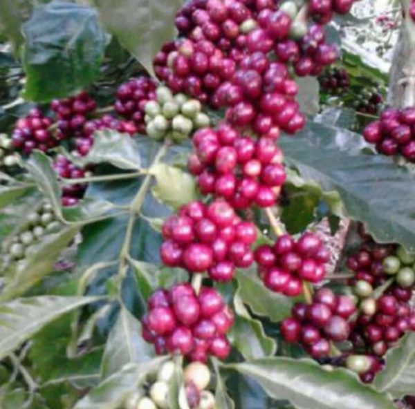 Bibit Kopi Robusta Biji Unggul Coffee Seed - Tamanan -Cod Kendal