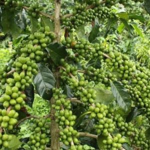 Bibit Kopi Robusta Biji Unggul Coffee Seed - Tamanan -Cod Seluma