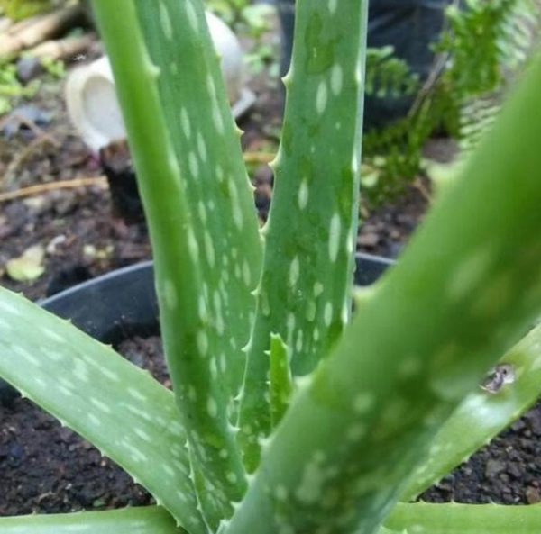 Bibit Lidah Buaya P Tanaman Aloe Vera Terbaik Kutai Kertanegara