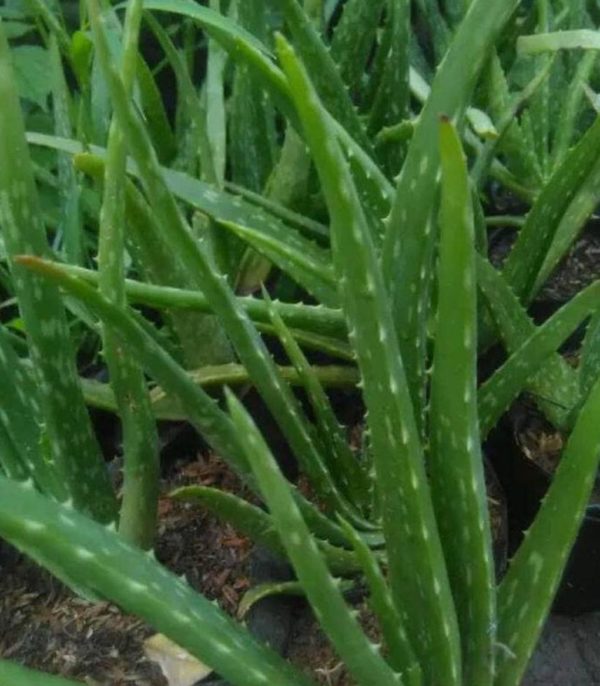 Bibit Lidah Buaya P Tanaman Aloe Vera Terbaik Pontianak