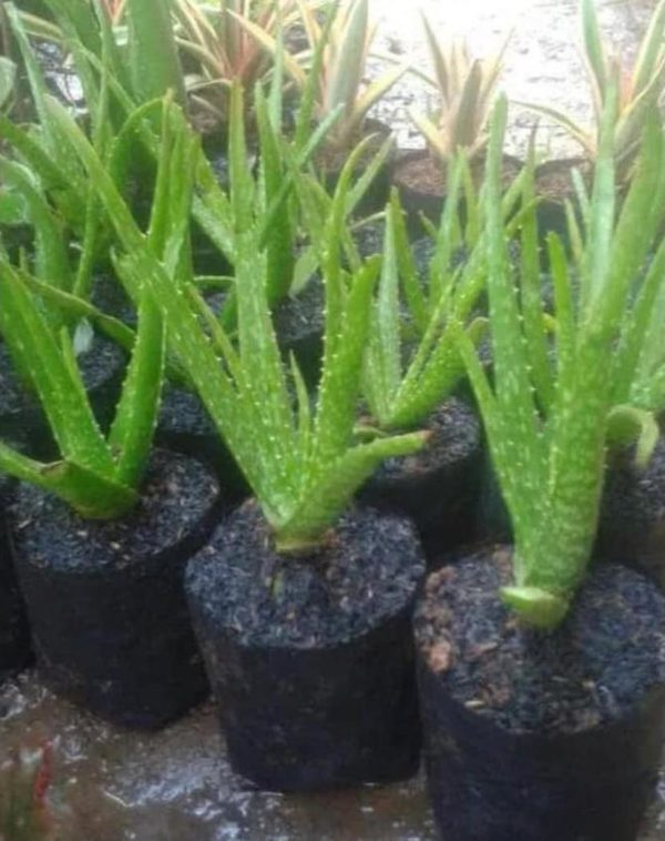 Bibit Lidah Buaya Premium Tanaman Aloevera Banjarmasin