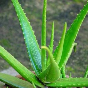 Bibit Lidah Buaya R Tanaman Aloe Vera Laris Murah Lombok Barat