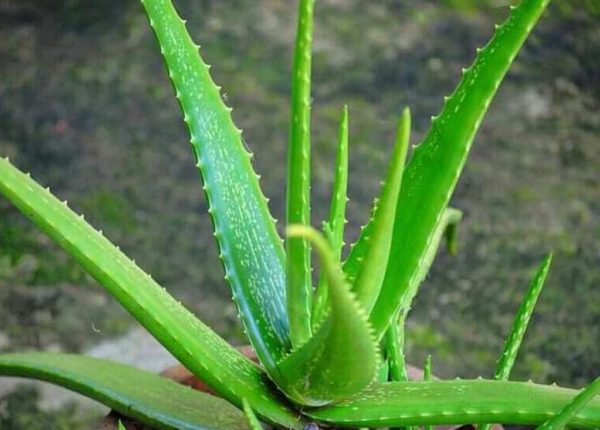 Bibit Lidah Buaya R Tanaman Aloe Vera Laris Murah Lombok Barat