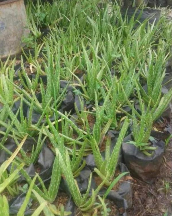 Bibit Lidah Buaya Ready Tanaman Aloevera - Biji Ongkir Terbaru Musi Banyuasin
