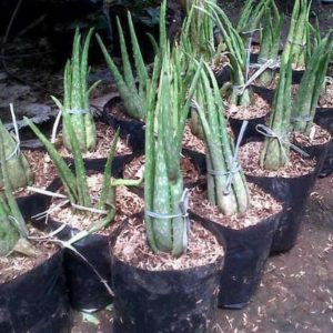 Bibit Lidah Buaya Tanaman Aloe Vera Asli Lombok Timur
