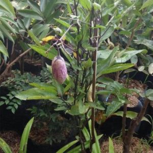 Bibit Lidah Buaya Tanaman Aloe Vera Natuna