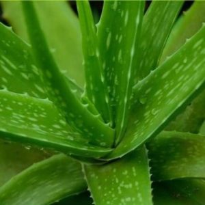 Bibit Lidah Buaya Tanaman Aloe Vera Solok Selatan