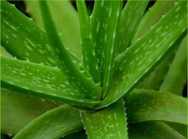 Bibit Lidah Buaya Tanaman Aloe Vera Solok Selatan