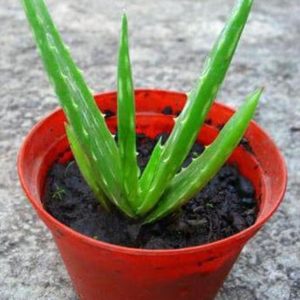 Bibit Lidah Buaya Tanaman Aloe Vera Sumba Timur