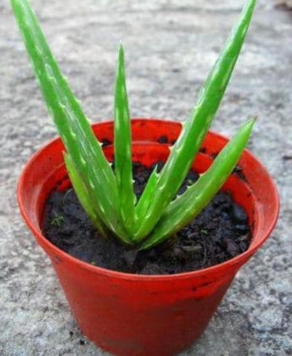 Bibit Lidah Buaya Tanaman Aloe Vera Sumba Timur
