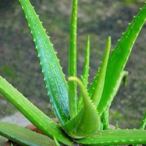 Bibit Lidah Buaya Tanaman Aloe Vera Terbaik Surabaya