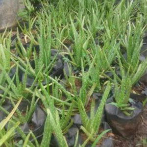 Bibit Lidah Buaya Tanaman Aloevera Padang Lawas