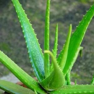Bibit Lidah Buaya Tanaman Aloevera Terlaris Bone