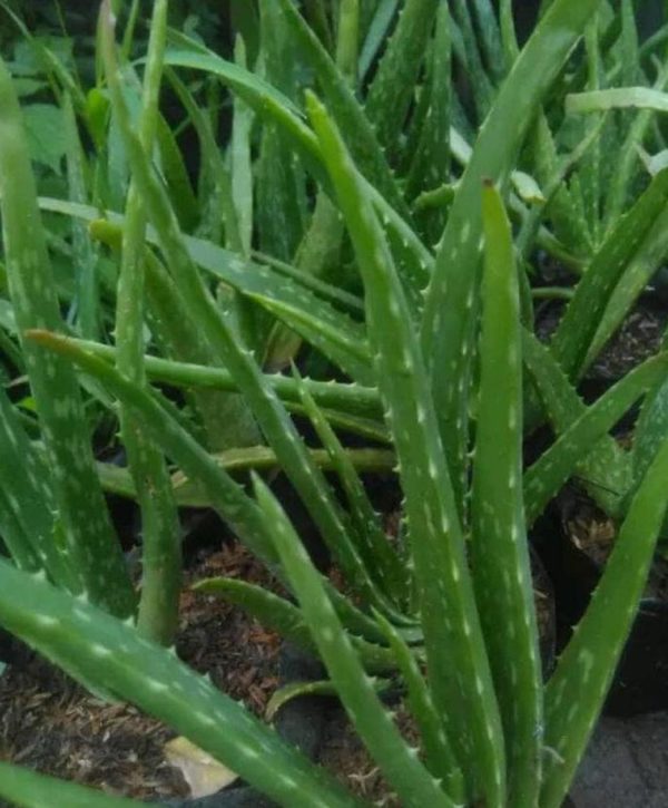 Bibit Lidah Buaya Uk Tanaman Aloe Vera Terlaris Bandung Barat