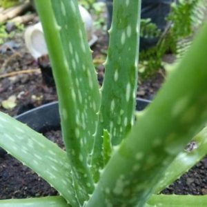 Bibit Lidah Buaya Uk Tanaman Aloe Vera Terlaris Hulu Sungai Selatan