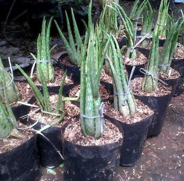 Bibit Lidah Buaya Uk Tanaman Aloe Vera Terlaris Jayapura