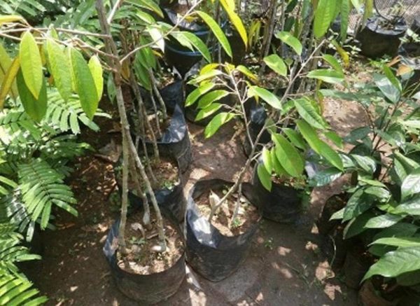 Bibit Musang King Durian Kaki Tiga Unggul Ecer Dan Grosir Jakarta Selatan