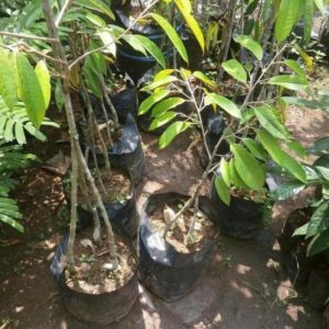 Bibit Musang King Durian Kaki Tiga, Unik Dan Tarakan