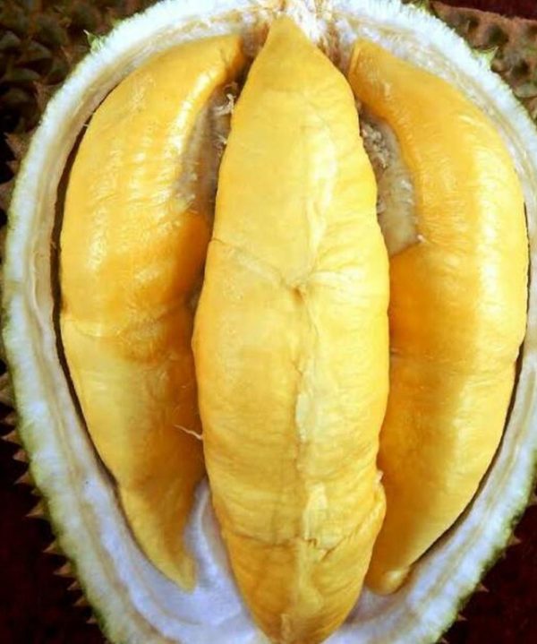 Bibit Musang King Durian Musangking Jumbo Unggulan Super Batang Pendek Pembibitan Duren Cepat Buah Bolaang Mongondow