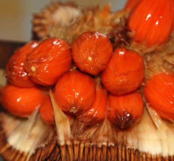 Bibit Nangka Merah Tanaman Buah Red Jackfruit Jombang