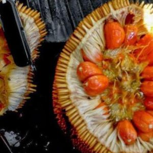 Bibit Nangka Merah Tanaman Buah Red Jackfruit Kepulauan Sula