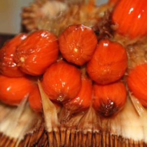 Bibit Nangka Merah Tanaman Buah Red Jackfruit Malaka