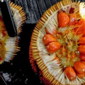 Bibit Nangka Merah Tanaman Buah Red Jackfruit Pandeglang