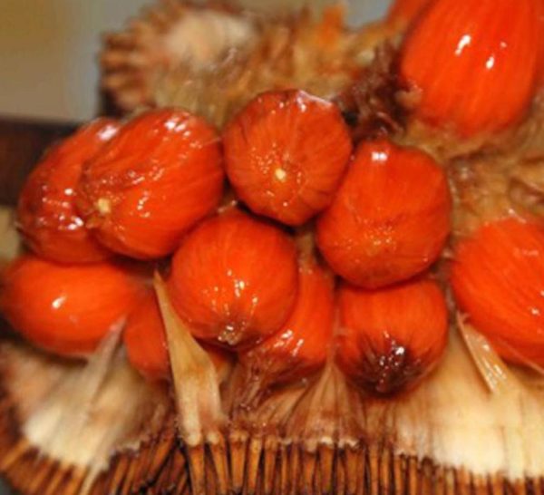 Bibit Nangka Merah Tanaman Buah Red Jackfruit Purwakarta