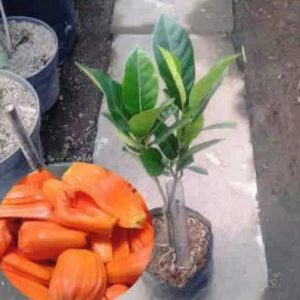 Bibit Nangka Merah Tanaman Buah Red Jackfruit Shop Bireuen