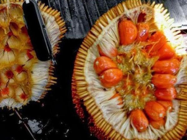 Bibit Nangka Merah Tanaman Buah Red Jackfruit Shop Jakarta Barat