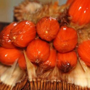 Bibit Nangka Merah Y Tanaman Buah Red Jackfruit Tolikara