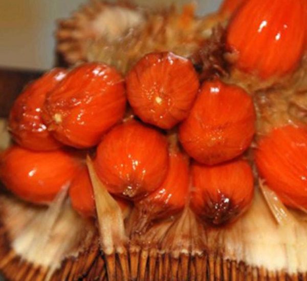 Bibit Nangka Merah Y Tanaman Buah Red Jackfruit Tolikara