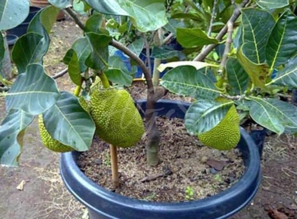 Bibit Nangka Mini Tanaman Buah Dwarf Jackfruit Aceh Barat Daya
