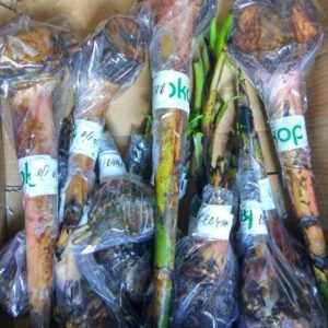 Bibit Pisang Kepok Crv Tunas Anakan Tanaman Pohon Kepulauan Aru