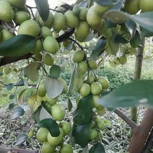 Bibit Pohon Apel Buah Putsa - Tabulampot Siap Berbuah Landak