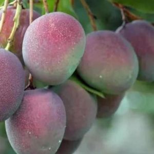 Bibit Pohon Apel Mangga - Tanaman Buah Manggah Appel Merah Grosir Maybrat