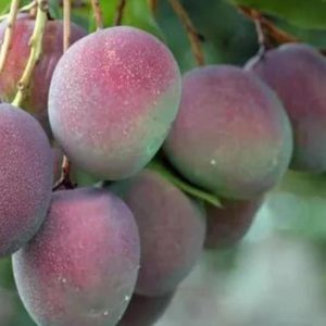 Bibit Pohon Apel Mangga - Tanaman Buah Manggah Appel Merah Grosir Muara Enim