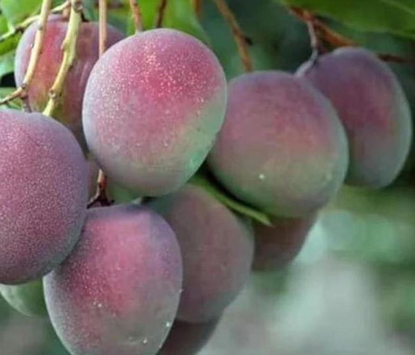 Bibit Pohon Apel Mangga - Tanaman Buah Manggah Appel Merah Grosir Muara Enim